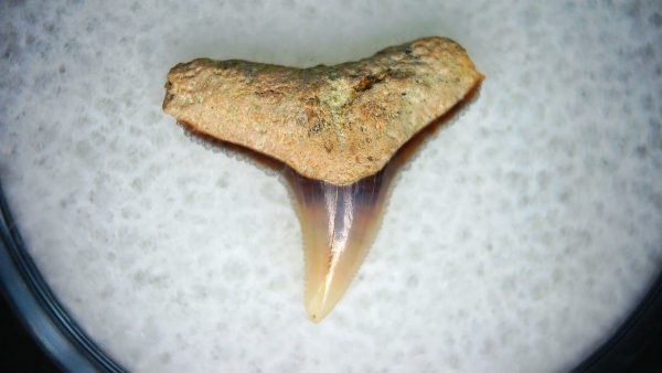 Carcharhinus Extinct Shark Tooth Fossil for Sale 17