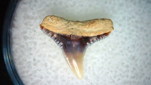 Carcharhinus Extinct Shark Tooth Fossil for Sale 17 - Image 2