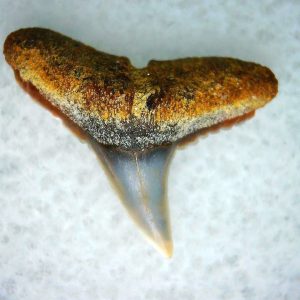 Carcharhinus Extinct Shark Tooth Fossil for Sale 18