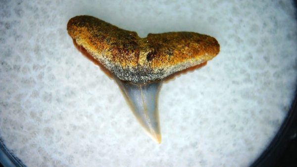 Carcharhinus Extinct Shark Tooth Fossil for Sale 18