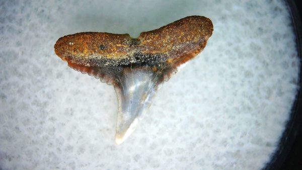 Carcharhinus Extinct Shark Tooth Fossil for Sale 18 - Image 2