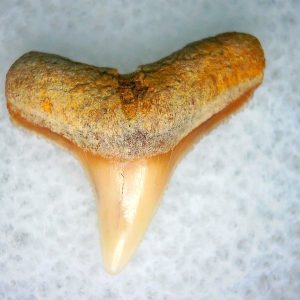 Carcharhinus Extinct Shark Tooth Fossil for Sale 19
