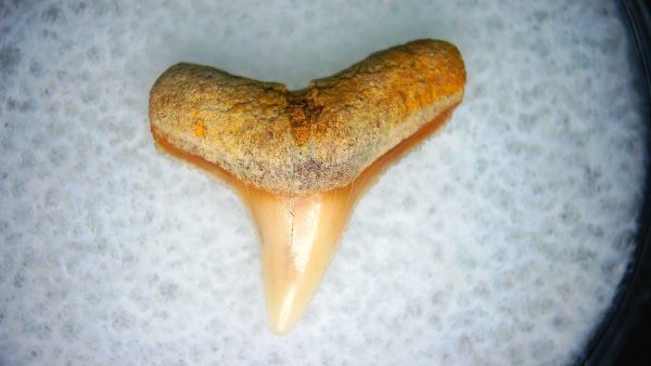 Carcharhinus Extinct Shark Tooth Fossil for Sale 19