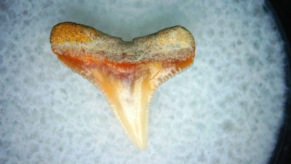 Carcharhinus Extinct Shark Tooth Fossil for Sale 19 - Image 2