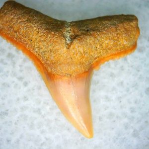 Carcharhinus Extinct Shark Tooth Fossil for Sale 2