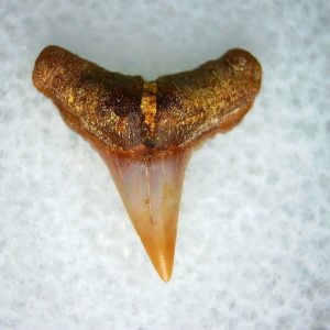 Carcharhinus Extinct Shark Tooth Fossil for Sale 20