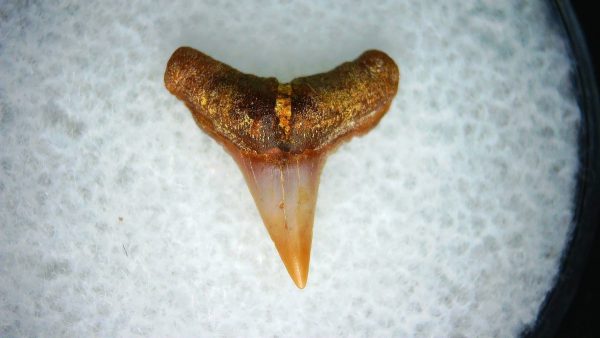 Carcharhinus Extinct Shark Tooth Fossil for Sale 20