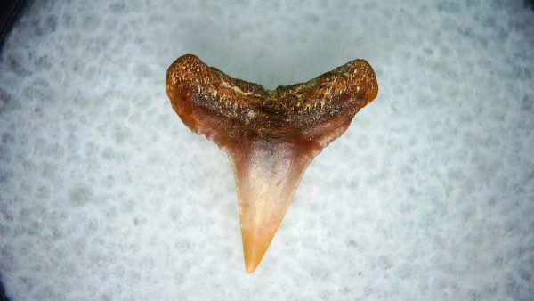 Carcharhinus Extinct Shark Tooth Fossil for Sale 20 - Image 2
