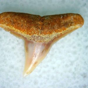 Carcharhinus Extinct Shark Tooth Fossil for Sale 21