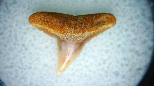 Carcharhinus Extinct Shark Tooth Fossil for Sale 21