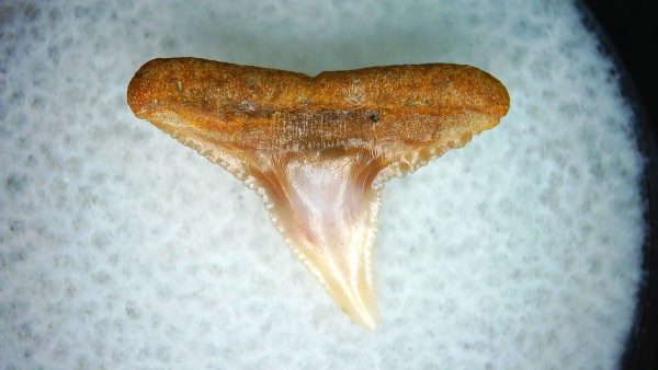 Carcharhinus Extinct Shark Tooth Fossil for Sale 21 - Image 2