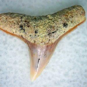 Carcharhinus Extinct Shark Tooth Fossil for Sale 22