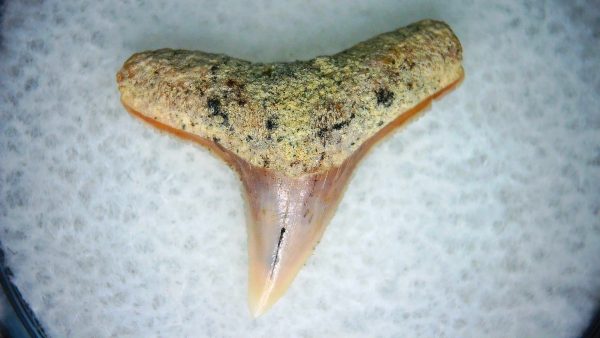Carcharhinus Extinct Shark Tooth Fossil for Sale 22