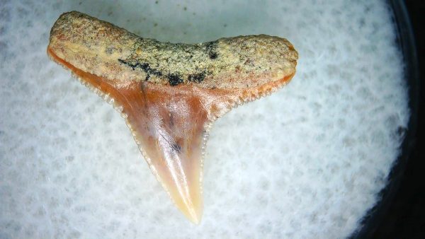 Carcharhinus Extinct Shark Tooth Fossil for Sale 22 - Image 2