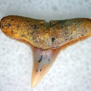 Carcharhinus Extinct Shark Tooth Fossil for Sale 23