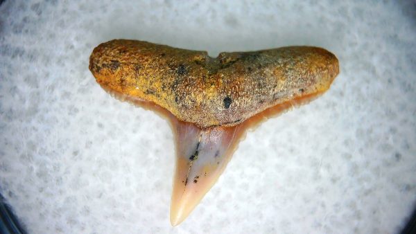 Carcharhinus Extinct Shark Tooth Fossil for Sale 23