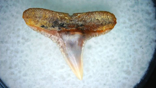 Carcharhinus Extinct Shark Tooth Fossil for Sale 23 - Image 2
