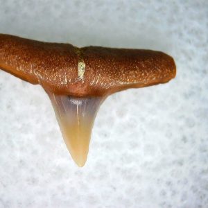 Carcharhinus Extinct Shark Tooth Fossil for Sale 24