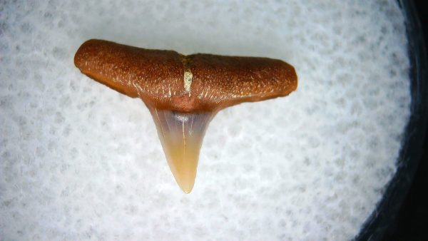 Carcharhinus Extinct Shark Tooth Fossil for Sale 24