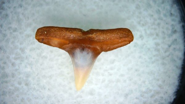 Carcharhinus Extinct Shark Tooth Fossil for Sale 24 - Image 2