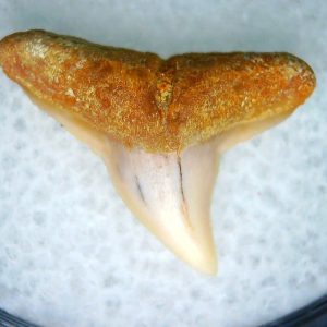 Carcharhinus Extinct Shark Tooth Fossil for Sale 25