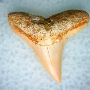 Carcharhinus Extinct Shark Tooth Fossil for Sale 26