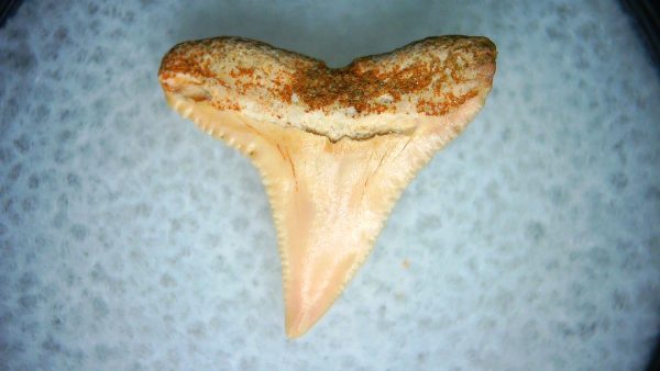 Carcharhinus Extinct Shark Tooth Fossil for Sale 26 - Image 2
