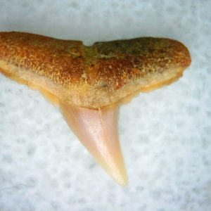 Carcharhinus Extinct Shark Tooth Fossil for Sale 27