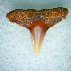 Carcharhinus Extinct Shark Tooth Fossil for Sale 28