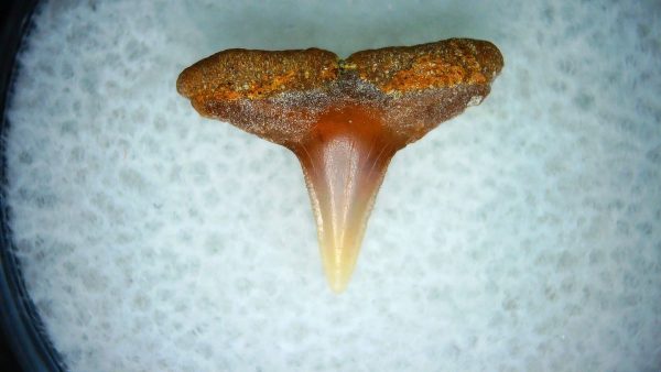 Genuine Miocene Age Carcharhinus Extinct Shark Tooth Fossil For Sale from California #28