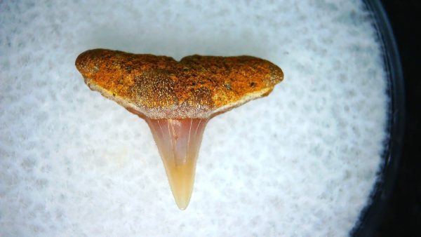 Genuine Miocene Age Carcharhinus Extinct Shark Tooth Fossil For Sale from California #28a
