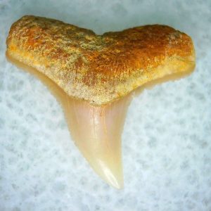 Carcharhinus Extinct Shark Tooth Fossil for Sale 3