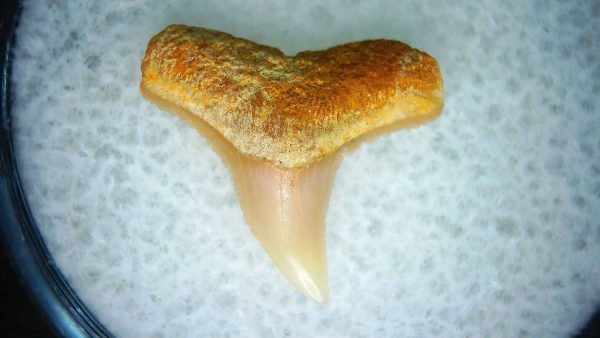 Carcharhinus Extinct Shark Tooth Fossil for Sale 3