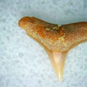 Carcharhinus Extinct Shark Tooth Fossil for Sale 30