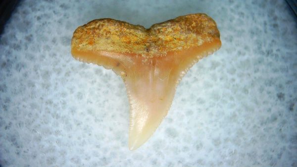 Carcharhinus Extinct Shark Tooth Fossil for Sale 3 - Image 2