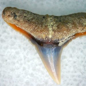 Carcharhinus Extinct Shark Tooth Fossil for Sale 4