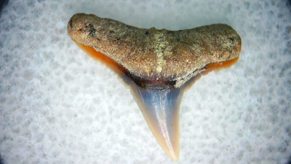 Carcharhinus Extinct Shark Tooth Fossil for Sale 4