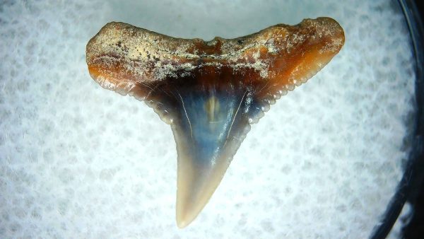 Carcharhinus Extinct Shark Tooth Fossil for Sale 4 - Image 2