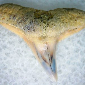 Carcharhinus Extinct Shark Tooth Fossil for Sale 5