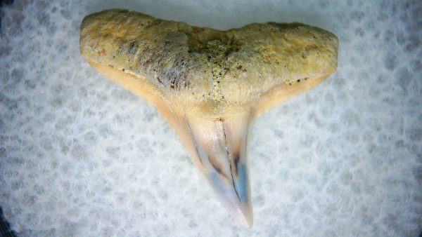 Carcharhinus Extinct Shark Tooth Fossil for Sale 5