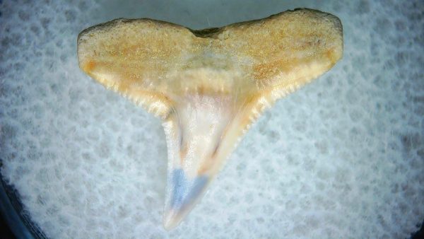 Carcharhinus Extinct Shark Tooth Fossil for Sale 5 - Image 2