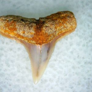 Carcharhinus Extinct Shark Tooth Fossil for Sale 6