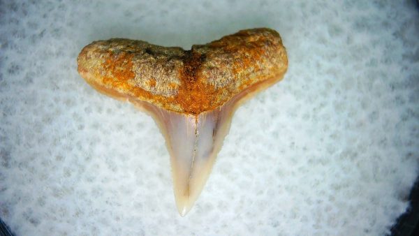 Carcharhinus Extinct Shark Tooth Fossil for Sale 6