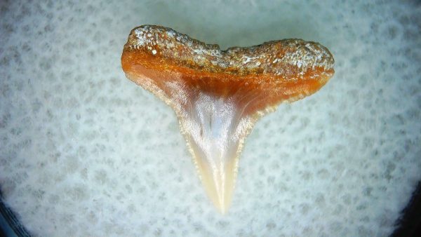 Carcharhinus Extinct Shark Tooth Fossil for Sale 6 - Image 2