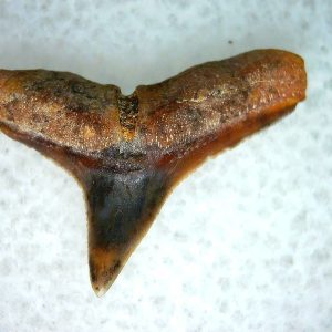 Carcharhinus Extinct Shark Tooth Fossil for Sale 7