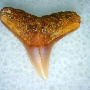 Carcharhinus Extinct Shark Tooth Fossil for Sale 8