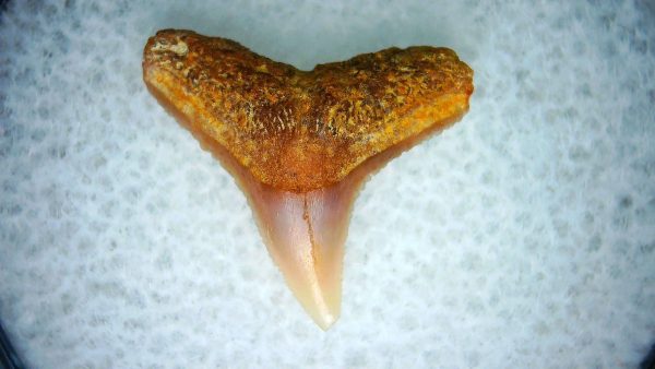 Genuine Miocene Age Carcharhinus Extinct Shark Tooth Fossil For Sale from California #8
