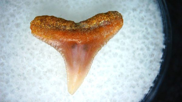 Genuine Miocene Age Carcharhinus Extinct Shark Tooth Fossil For Sale from California #8a