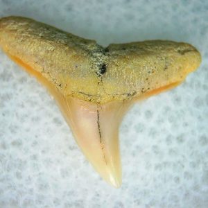 Carcharhinus Extinct Shark Tooth Fossil for Sale 9