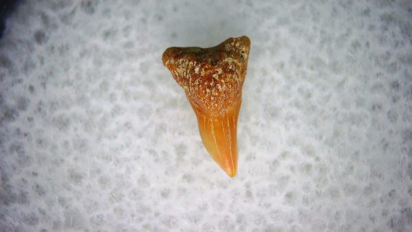 Genuine Miocene Age Cetorhinus Extinct Shark Tooth Fossil For Sale from California #25